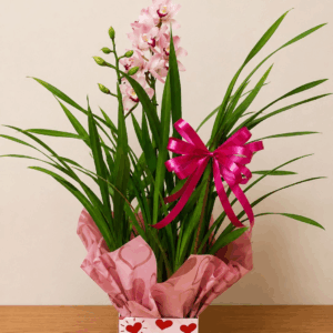 Orquídea Cymbidium