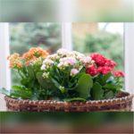 kalanchoe pote 11