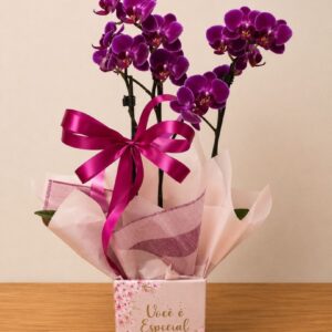 Mini-Orquídea Phalaenopsis
