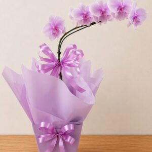 Orquídea Phalaenopsis