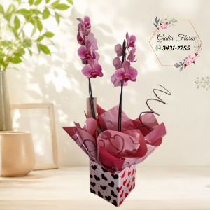 Orquídea Phalaenopsis