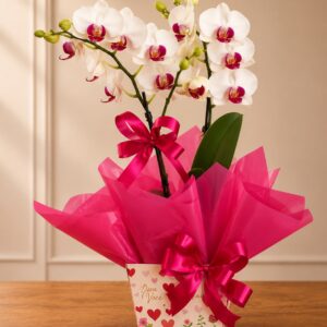 Orquídea Phalaenopsis
